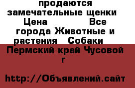 продаются замечательные щенки › Цена ­ 10 000 - Все города Животные и растения » Собаки   . Пермский край,Чусовой г.